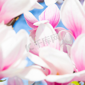 玉兰树摄影照片_玉兰树开花。