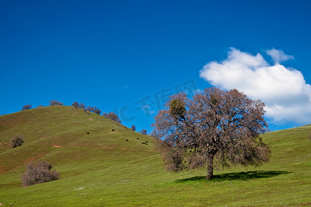 远景草地摄影照片_山丘与树木