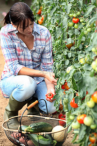 摘水果的人摄影照片_摘西红柿的女人