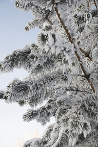 枝头的雪和霜冻