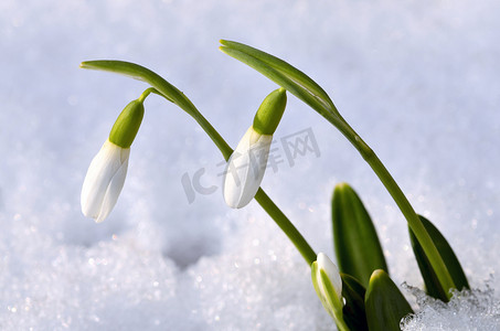 阳光雪花摄影照片_森林里有雪的春天雪花莲花