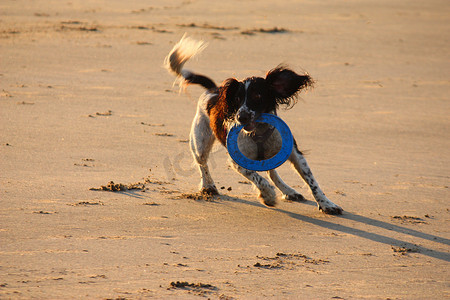 英文标题摄影照片_英文标题

简体中文标题工作型英国斯普林格史宾格猎犬在野生环境奔跑