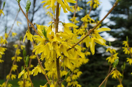 开黄色花的装饰性灌木连翘