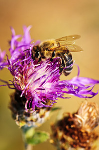 草地蜜蜂摄影照片_翻译结果蜜蜂访花开草地束花上