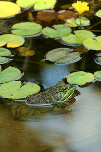 池塘里的绿色牛蛙和睡莲