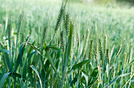 植物纹样摄影照片_绿色小麦
