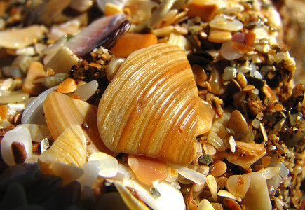 沙滩上的贝壳 (1)