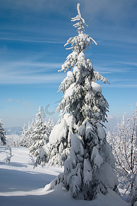 在冬天山的多雪的杉树