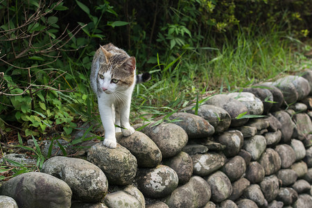 站在石墙上的虎斑猫。