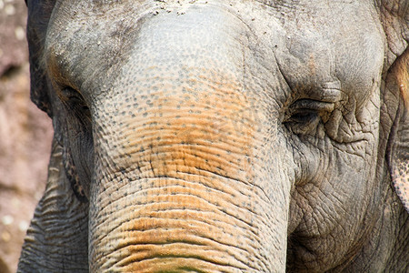 大象耳朵摄影照片_一头大象的特写