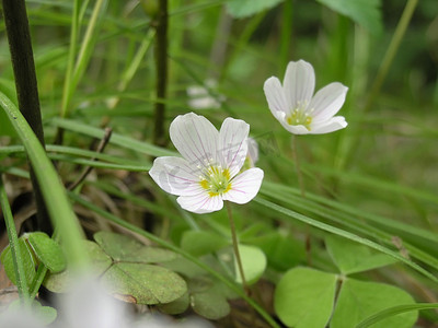 木花