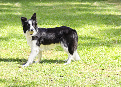 边境摄影照片_边境牧羊犬