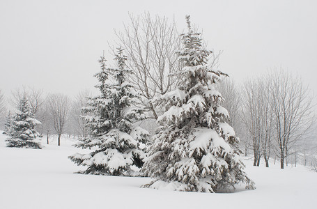 雪覆盖的冷杉树