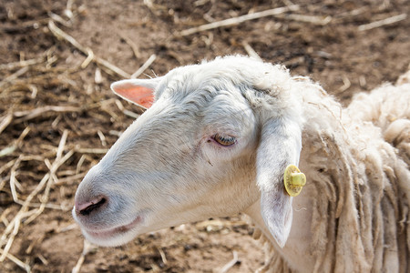 羊的笑脸，耳朵上挂着人类工具