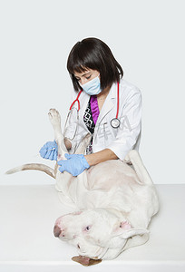 灰色背景下带芽的女兽医清洁犬受伤