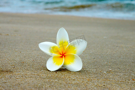 植物边框背景摄影照片_海滩上的白黄色鸡蛋花
