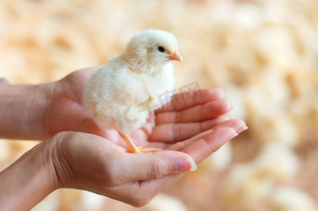 护理动物摄影照片_手里拿着一只小鸡