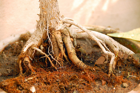 吸收水分摄影照片_盆景植物的根