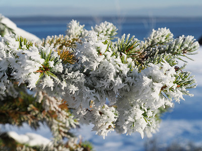 雪中​​的云杉枝