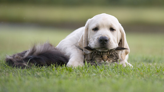 宠物友谊。