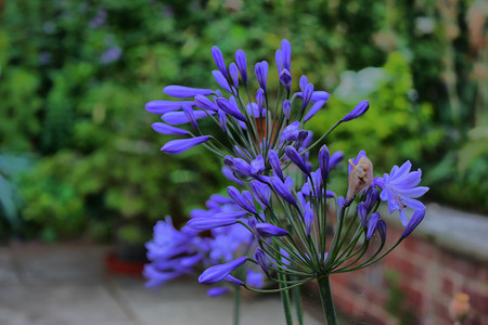 蓝紫摄影照片_美丽的蓝紫色花朵