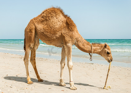 沙滩上的骆驼