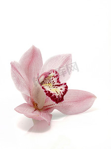 钗摄影照片_粉色金钗石斛的花