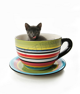 杯子里的小猫咪摄影照片_茶杯里的猫咪