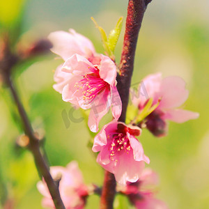 浪漫粉色桃花摄影照片_野生喜马拉雅山樱桃的近景特效照片