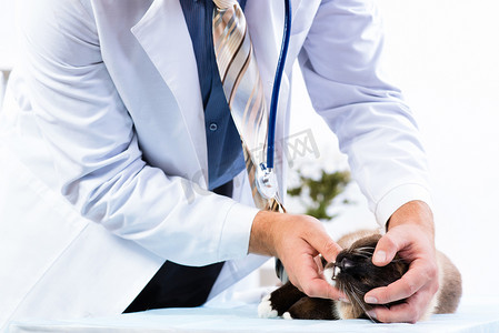 兽医检查猫的健康状况