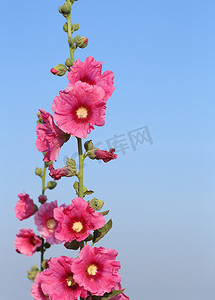 粉红蜀葵 (Althaea rosea) 开花