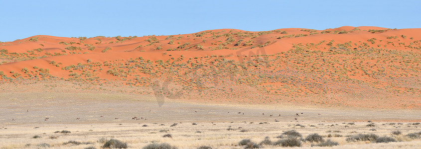 纳米比亚纳米布兰德地区的沙丘和羚羊全景