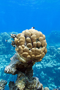 热带海洋中具有巨大单蜂窝珊瑚的珊瑚礁