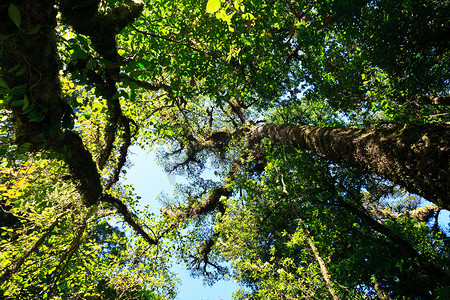 热带雨林中的蕨类树