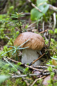 牛肝菌蘑菇，白云岩