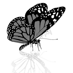 白色点缀摄影照片_黑色和白色美丽的蝴蝶。