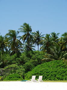 可可植物摄影照片_可可椰子树和白色椅子（蜜月概念）