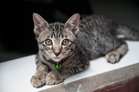 猫咪的照片摄影照片_可爱的泰国小猫坐着的特写照片