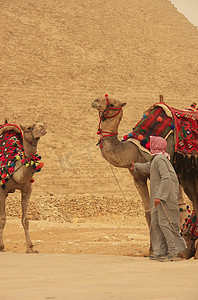 贝都因人与骆驼在开罗哈夫拉金字塔附近