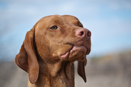 搞笑宠物狗摄影照片_卷唇维兹拉犬