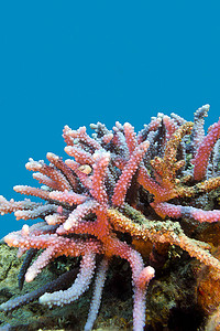 蓝色水背景下热带海底珊瑚礁与硬珊瑚紫鹿角