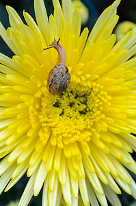 黄色菊花上的蜗牛近景照