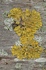 树皮上生长的黄色地衣菌