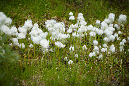 绿色花草草地摄影照片_沼泽植物-结果期间的棉花草