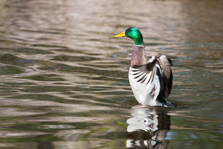野鸭 (Anas platyrhynchos) 在沙发上的池塘里拍打翅膀