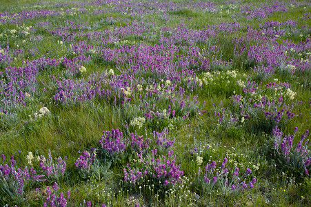 草原上的紫色野花