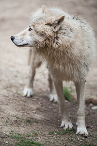 北极狼摄影照片_北极狼 (Canis lupus arctos) 又名北极狼或白狼 -