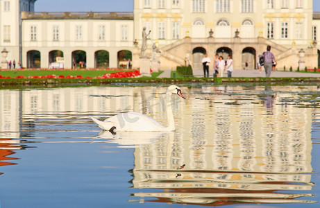 天鹅喷泉摄影照片_宁芬堡宫的天鹅