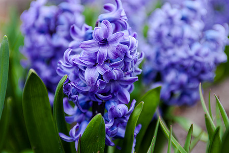 草原花朵摄影照片_风信子的蓝色花朵