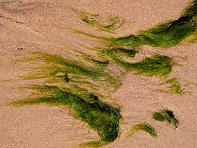 海藻海带的抽象形成
